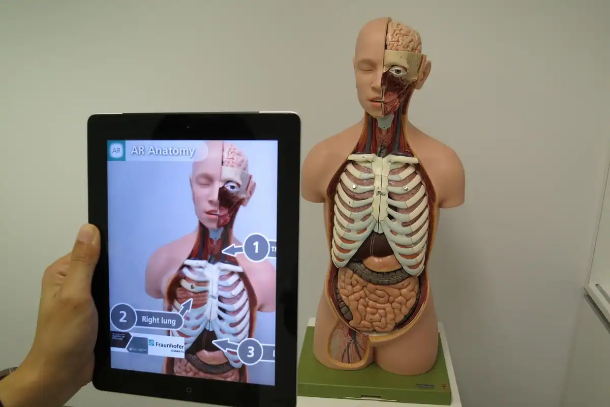 Tabletă cu un model anatomic al corpului, lângă machetă cu coaste și organe interne