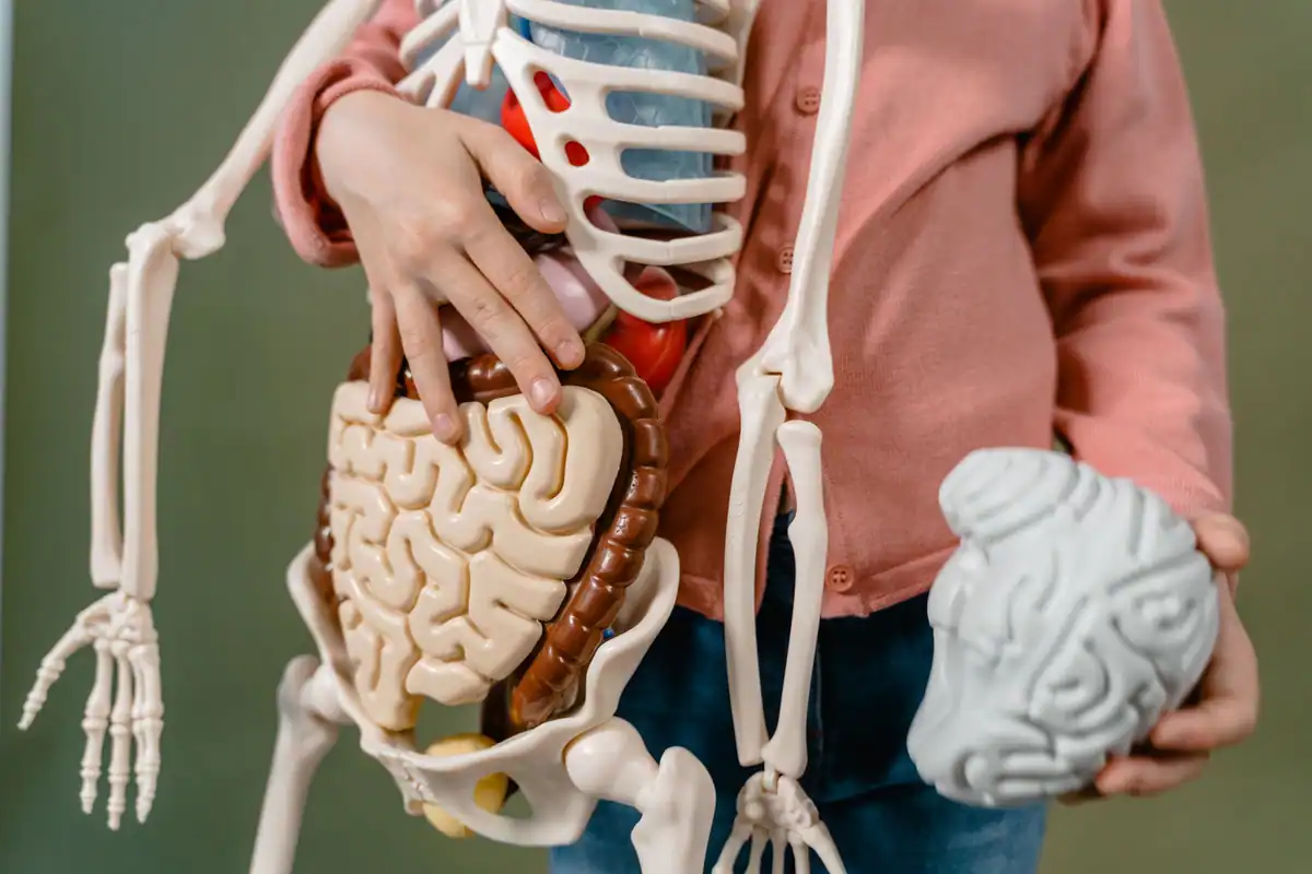 Copil care ține un model anatomic cu schelet, intestine și creier, ilustrând organele interne