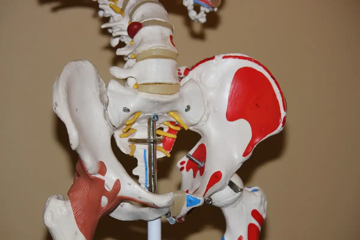 Model anatomic al bazinului și al coloanei vertebrale, cu articulația șoldului evidențiată
