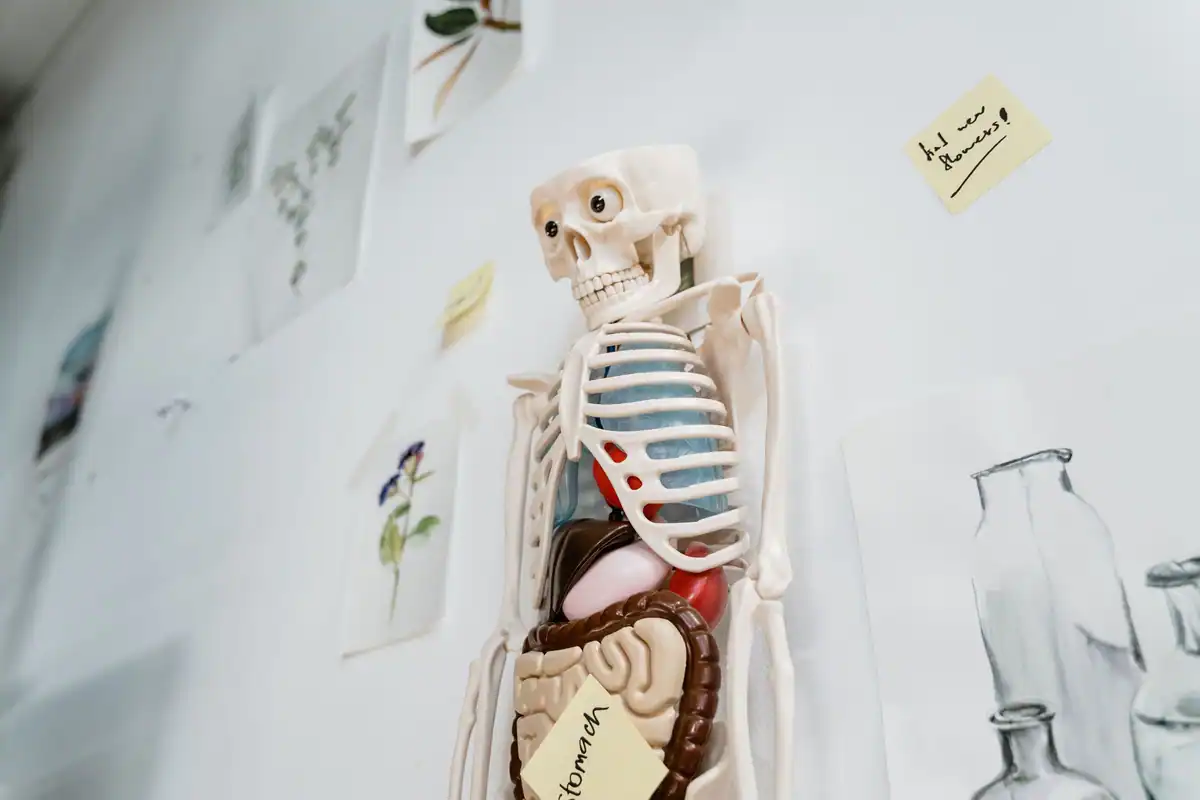 Model anatomic de schelet cu organe interne, fixat pe un perete de clasă