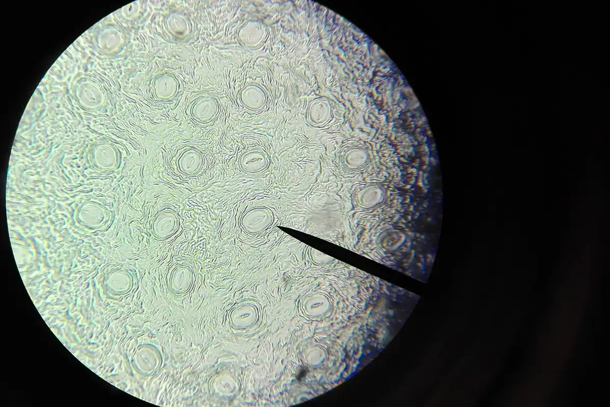 Câmp circular de microscop cu celule, la analiza unei probe prelevate
